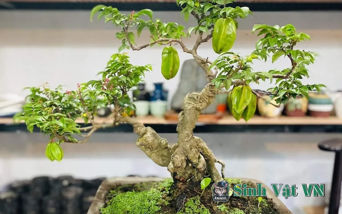 Khám Phá 72 Thế Cây Cảnh: Bí Quyết Tạo Nên Kiệt Tác Bonsai